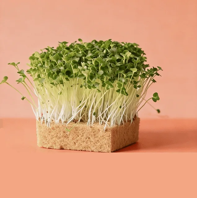 Broccoli Raab